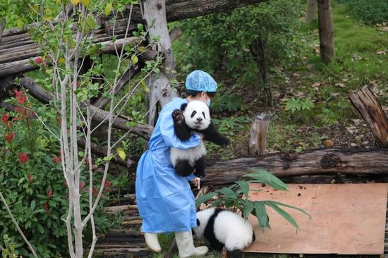 Giant panda cubs born in 2024 meet public in Sichuan