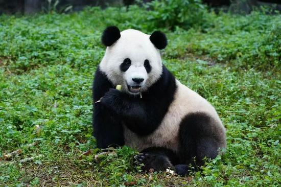 Bao Li (Photo/China Conservation and Research Center for the Giant Panda)