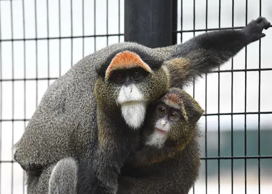 Autopsy finds monkeys at Hong Kong zoo died of bacterial infection