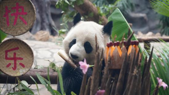 Giant panda Ai Lian celebrates 5th birthday in SW China’s Chonqging