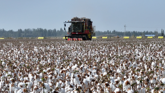 Over 50 square kilometers of cotton fields are producing a bountiful harvest season at a town in Toksun county of Turpan, Xinjiang Uygur autonomous region. (Photo provided to chinadaily.com.cn)