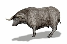 North American shrub ox fossils discovered in Eurasia