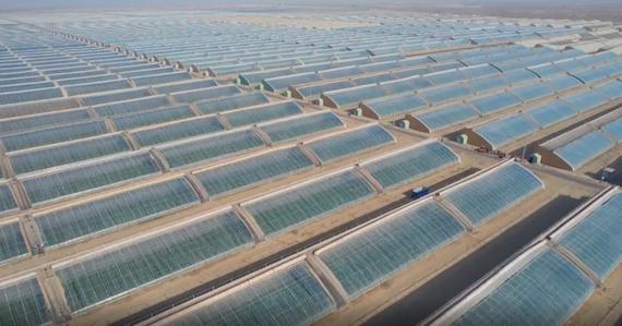 An agricultural industrial farm in Hotan, Xinjiang Uyghur Autonomous Region. (Video screenshot)