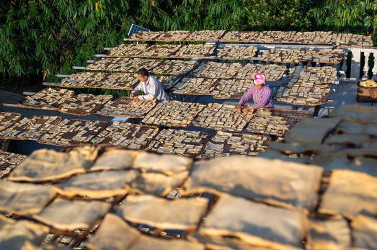 Autumn drying season for bamboo shoot in Guangxi