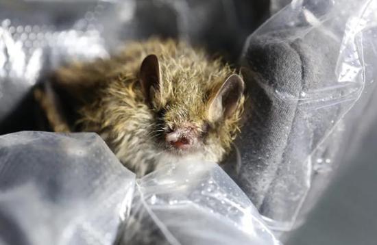 New species of tube-nosed bat discovered on China's Qinghai-Tibet Plateau  