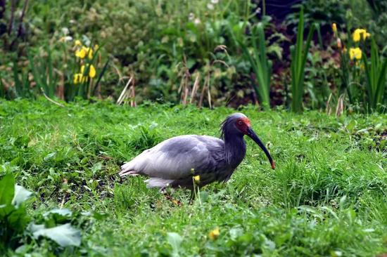 Joint conservation of rare bird pays off