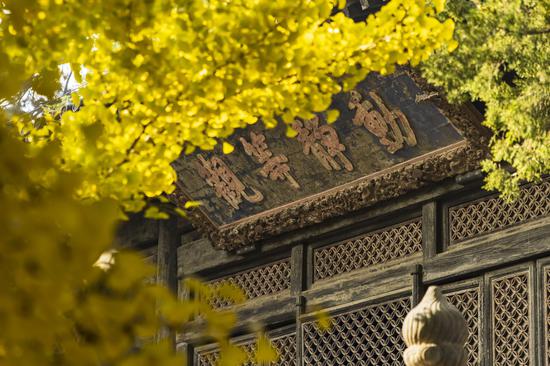 Ginkgo leaves dye ancient temple in gold at Dajue Temple