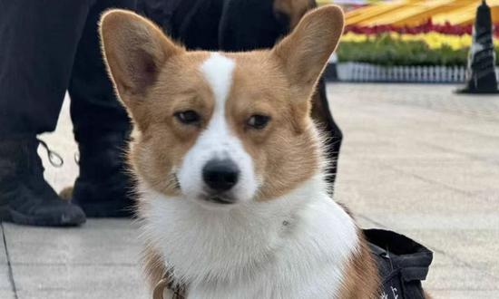 China’s corgi police dog Fu Zai (Photo/Beijing Municipal Public Security Bureau)