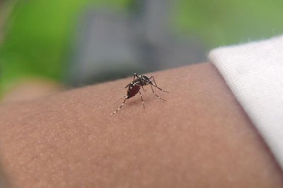 Guangdong steps up fight against dengue