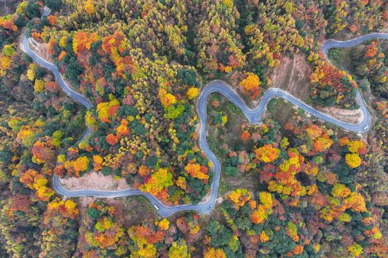 Autumn scenery features vibrant color, mountain landscape in Sichuan