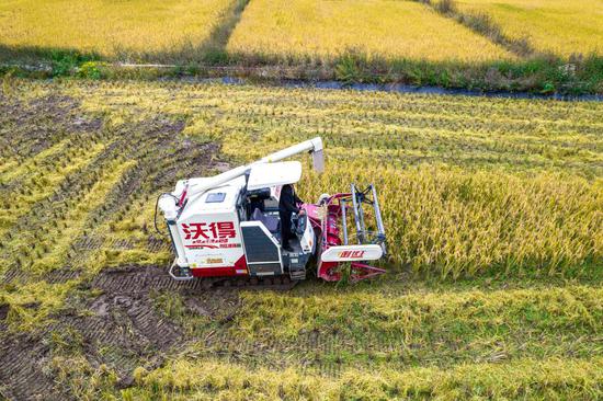 Villagers welcome harvest season of late rice in Guizhou