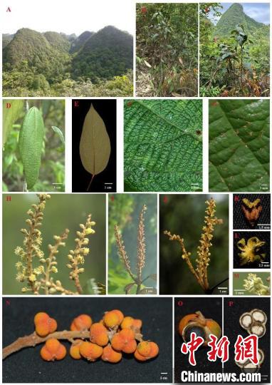 Chinese researchers recently described a new plant species Mallotus bullatus at the Maolan National Nature Reserve in Libo County, Qiannan Buyi and Miao Autonomous Prefecture, southwest China's Guizhou Province.  (Photo/China News Service)