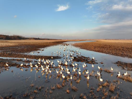 Endangered oriental white storks spotted in Jilin(