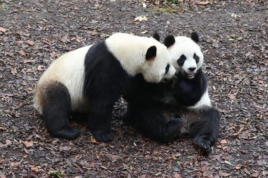 Belgian zoo visitors bid fond farewell to panda trio