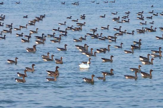 Rare snow goose spotted for first time in Hebei