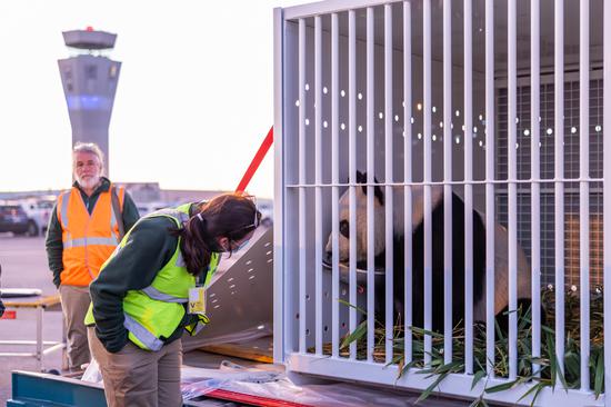 Two giant pandas head for home