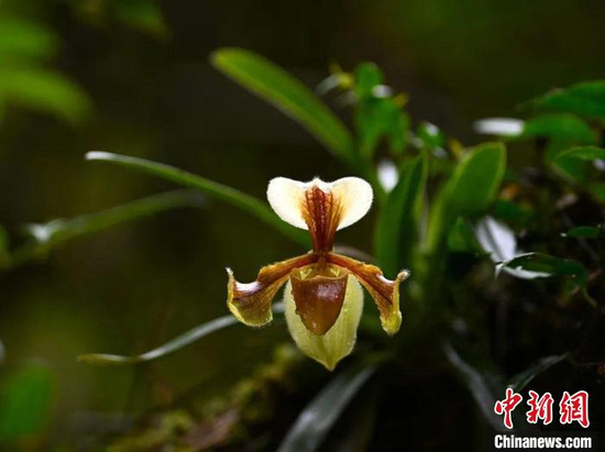 Endangered orchid species rediscovered in China's Guangxi