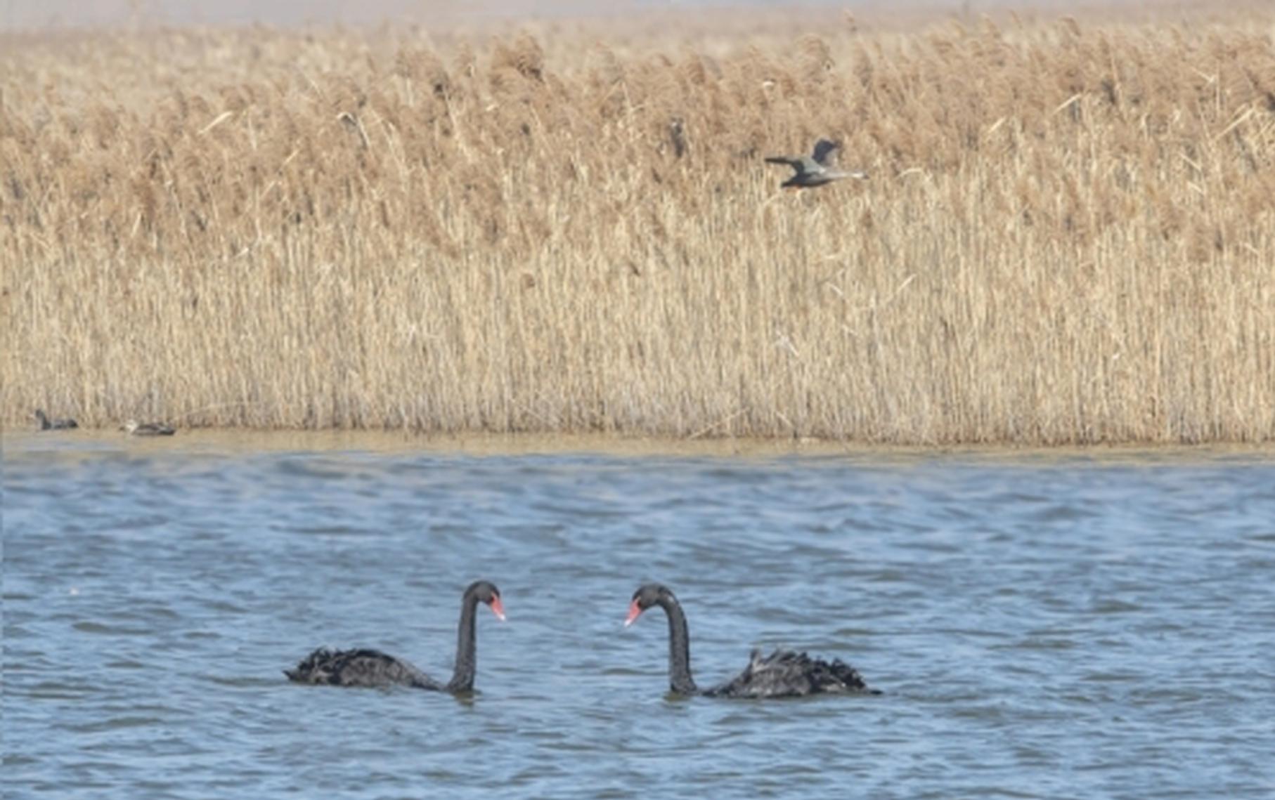 Human injury ruled out for deaths of 4 black swans in Old Summer Palace