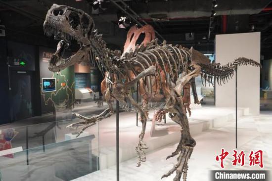 New study by Chinese researchers reveals hunting tactics and survival challenges of Allosaurus