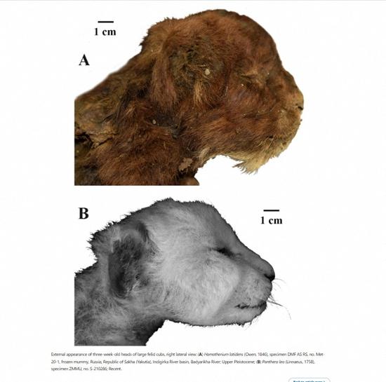 Mummy of 32,000-year-old saber-toothed cat cub discovered in Russia