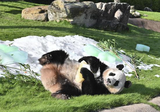 Giant panda Fuhin celebrates 4th birthday in Japan