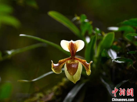 The orchid species - paphiopedilum villosum (Photo: China News Service/Li Shuanglin)