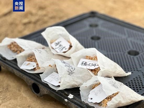 Photo shows space seeds cultivated at a breeding base in Sanya, south China's Hainan Province. (Photo/CCTV News)