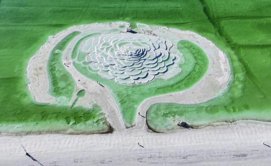 'Giant flower' blooms on salt lake in Qinghai