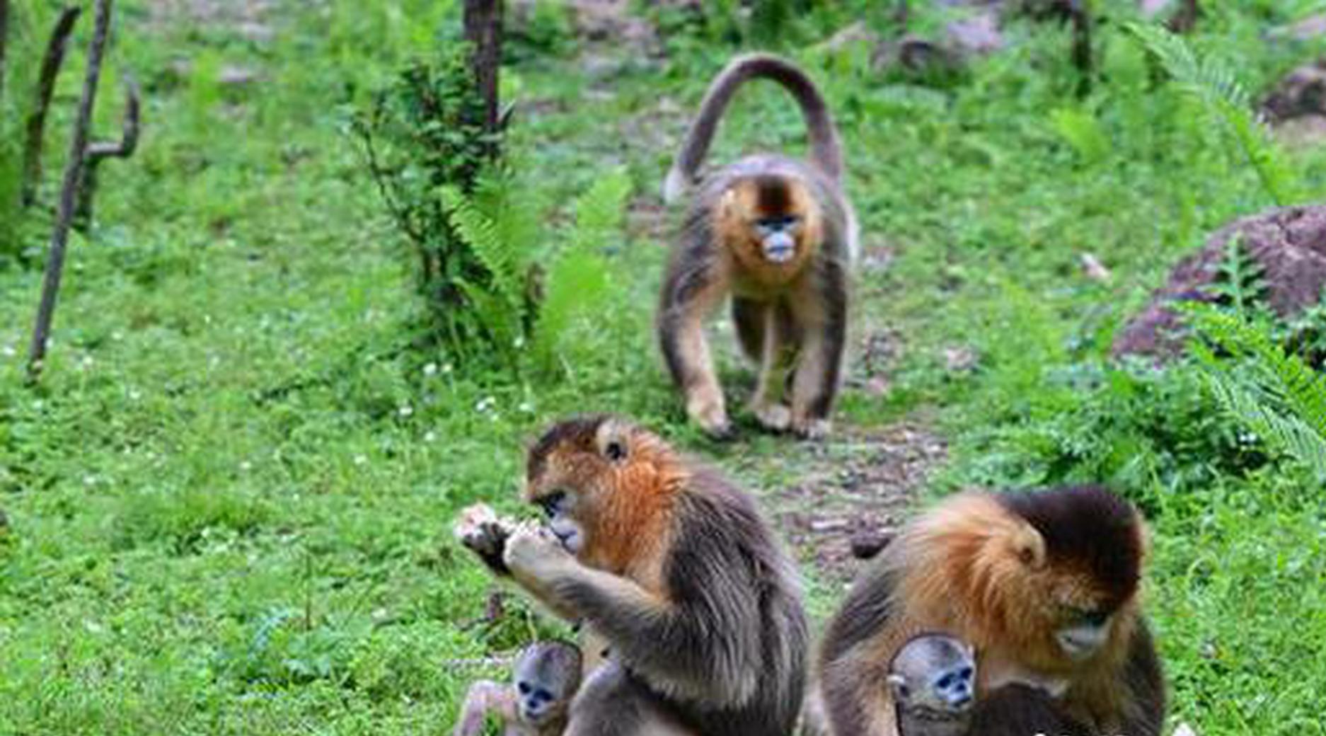 China to send three golden snub-nosed monkeys to France under conservation agreement