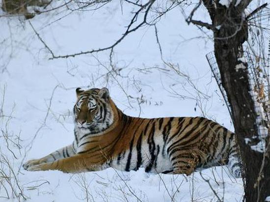 Suspected footprints of wild Siberian tiger found in northeast China