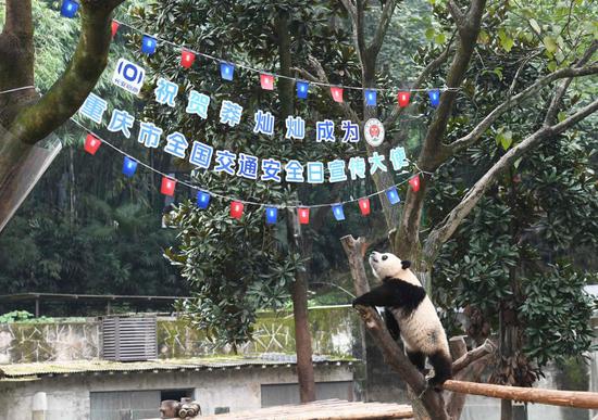 Panda ambassador promotes traffic safety in Chongqing