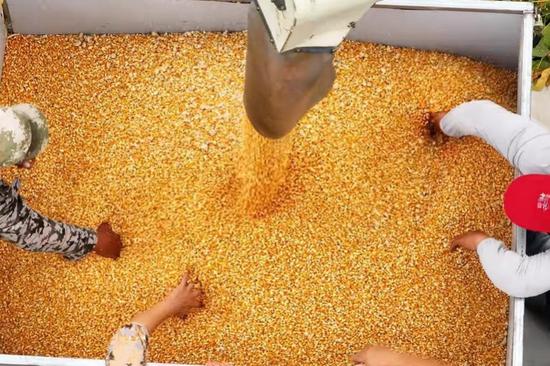 Breakthrough improves harvesting of maize