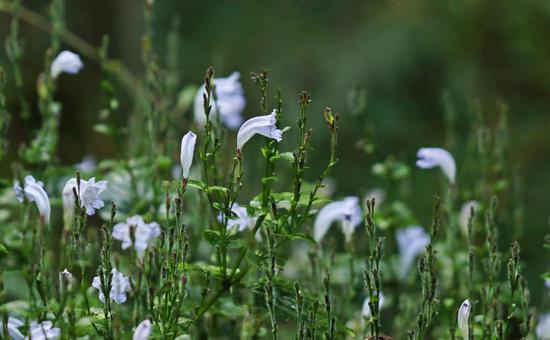 New plant species found in Yunnan