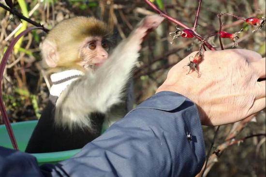 Rescued monkey joins ranger team after recovery