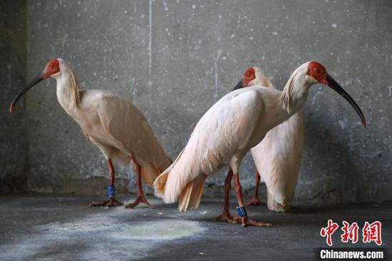 16 crested ibises back from Japan settle at Beijing Zoo