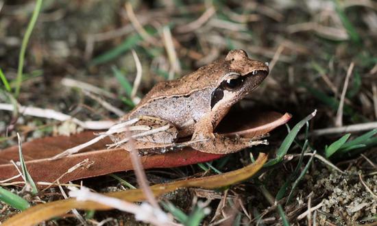 China's smallest known wood frog first discovered in Zhejiang