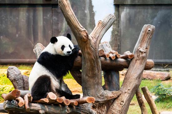 Giant panda pair gifted to Hong Kong make public debut