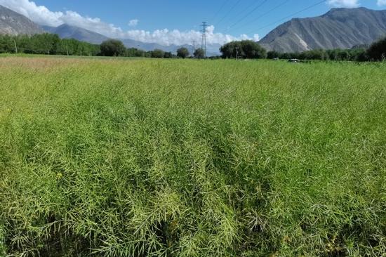 Rapeseed varieties tested in Xizang's high altitude