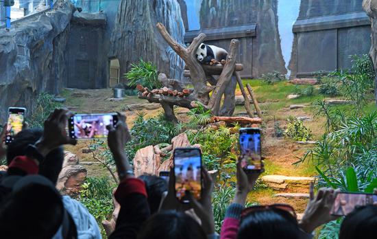 Giant pandas An An, Ke Ke make much awaited HK debut