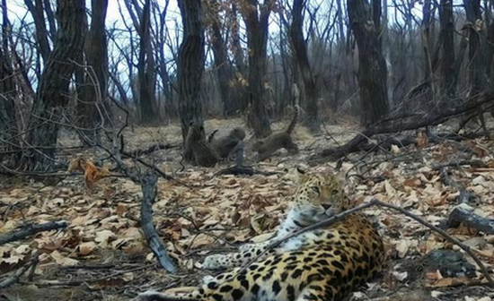 New Amur leopard species discovered in northeast China national park