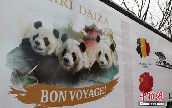 Three giant pandas born in Belgium return to China