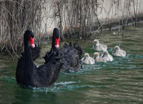 Black swan family enjoys winter sunlight in Old Summer Palace