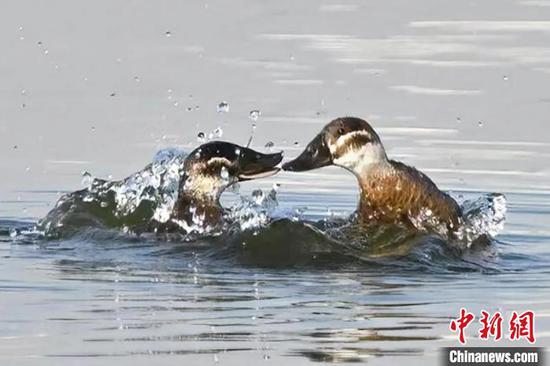 Two female white-headed ducks play in a water area in Karamay City, northwest China’s Xinjiang Uyghur Autonomous Region. (Photo:China News Network/Wang Yujun)