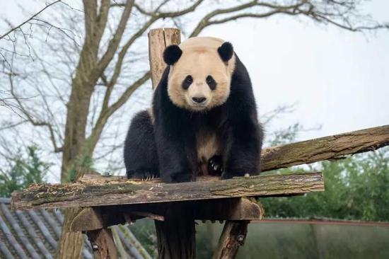 Three giant panda cubs return to China from Belgium