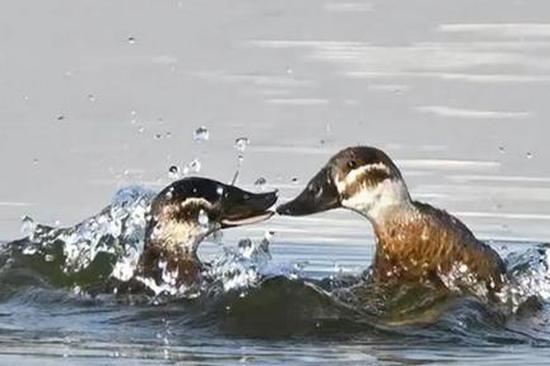 Population of endangered white-headed ducks increases in Xinjiang