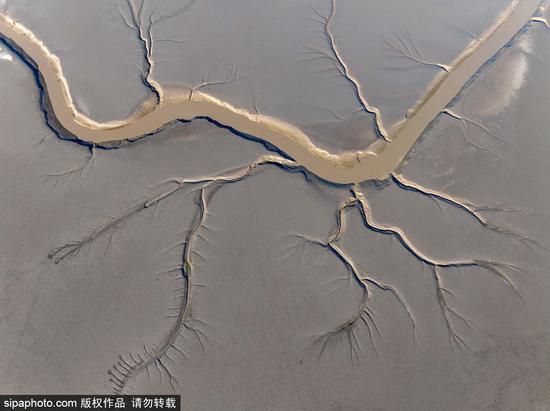 Amazing Chinese dragon patterns captured along Yellow Sea wetland