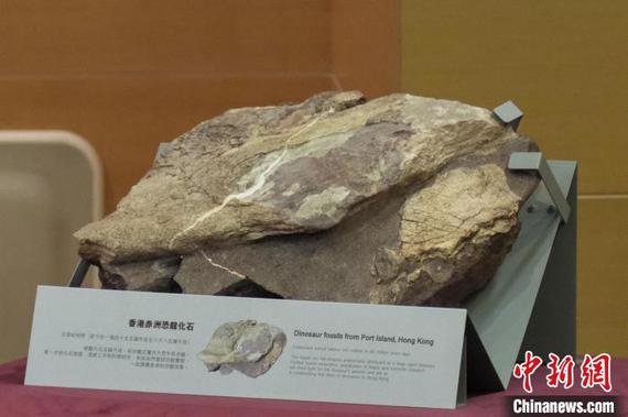 Photo shows a dinosaur fossil unearthed at Port Island in Hong Kong. (Photo:China News Service/ Chen Yongnuo)