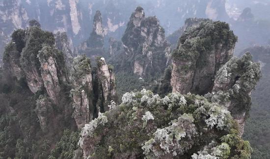 Rime scenery in Zhangjiajie resembles ink painting