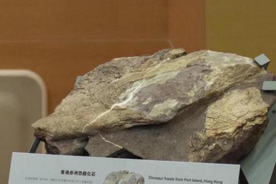 Hong Kong unearths 30 rocks of dinosaur bone fossils