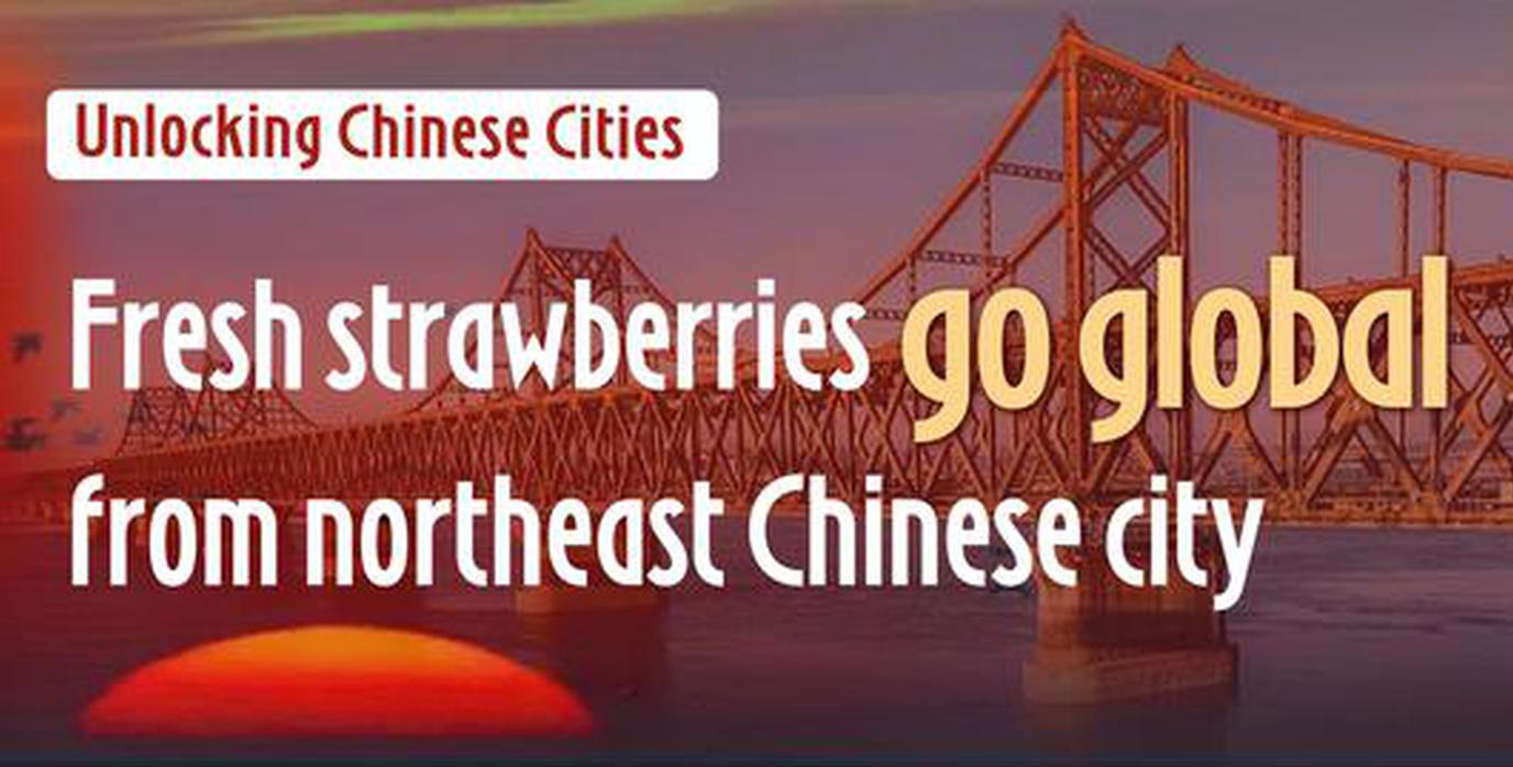 Unlocking Chinese Cities | Fresh strawberries go global from northeast Chinese city